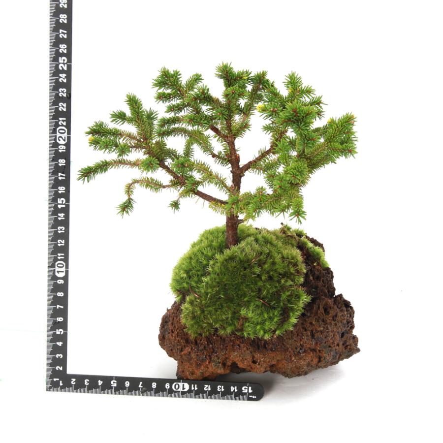 蝦夷松の盆栽約25cm