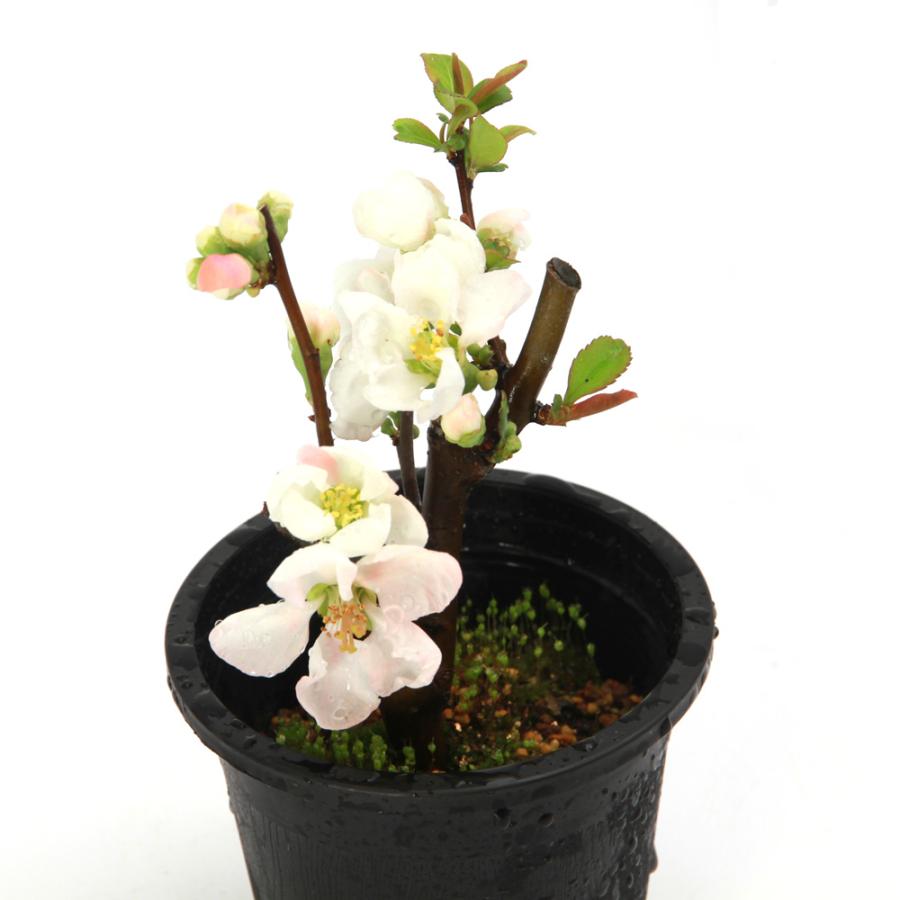 盆栽）ボケ（木瓜） サラサニシキ（更紗錦）3号（1鉢）（休眠状態