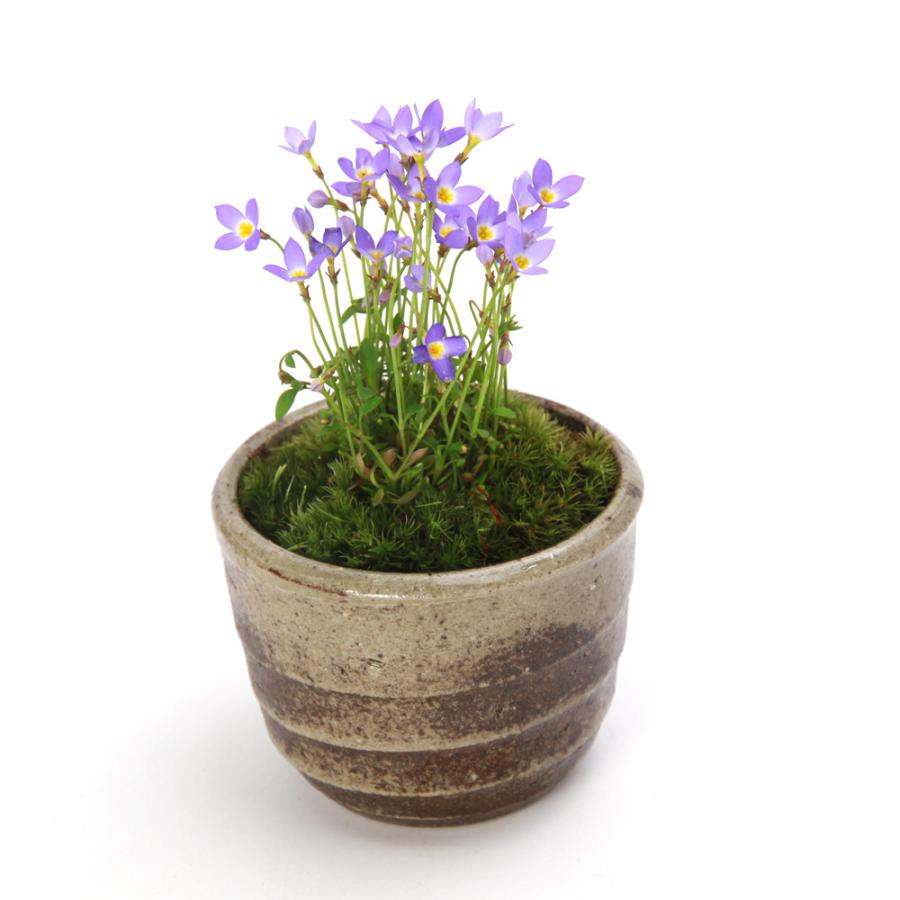 碧水　盆栽鉢　山野草 碧水 盆栽鉢 山野草