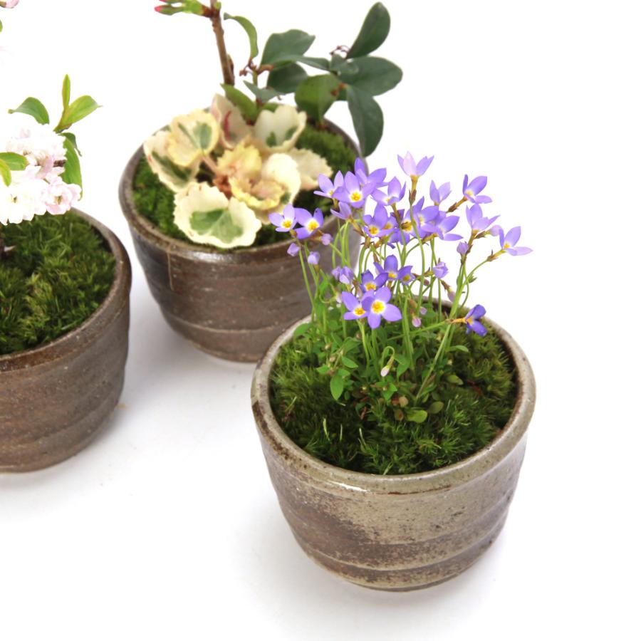 山野草）苔盆栽 ヒナソウ 青花 益子焼鉢植え 炭化（1ポット）（休眠