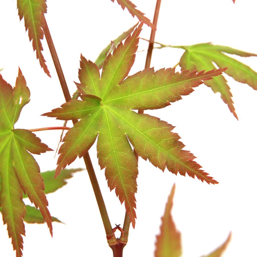 山野草）盆栽 モミジ イロハモミジ（伊呂波紅葉）3号（3ポット