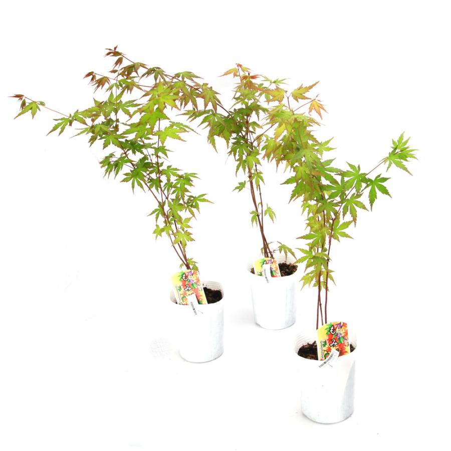 山野草）盆栽 モミジ イロハモミジ（伊呂波紅葉）3号（10ポット