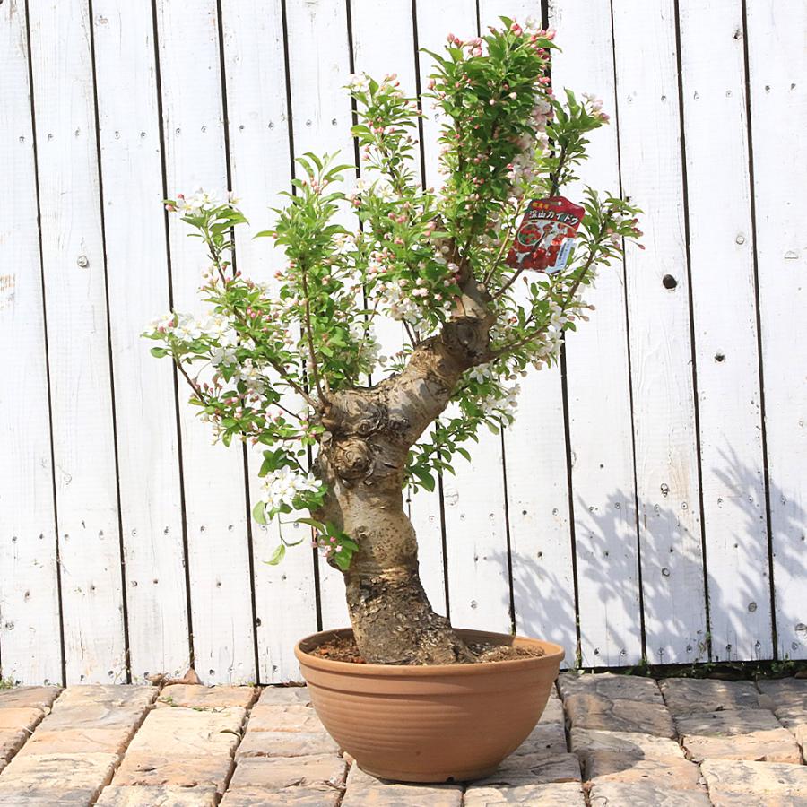 山野草）一点物 盆栽 ミヤマカイドウ（深山カイドウ）8号（1鉢