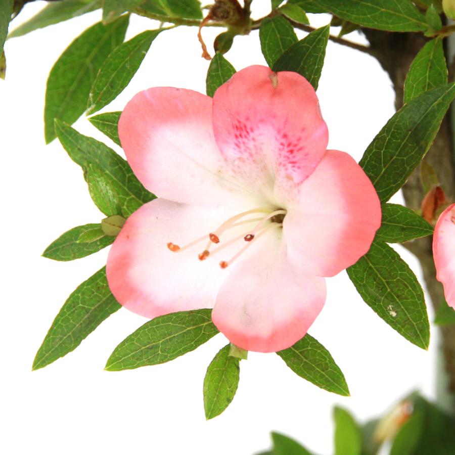 カッチャン様予約！ 皐月盆栽 (さくら) さつき盆栽 サツキ盆栽 小品盆栽 カッチャン様予約！ 皐月盆栽 (さくら) さつき盆栽 サツキ盆栽 小品