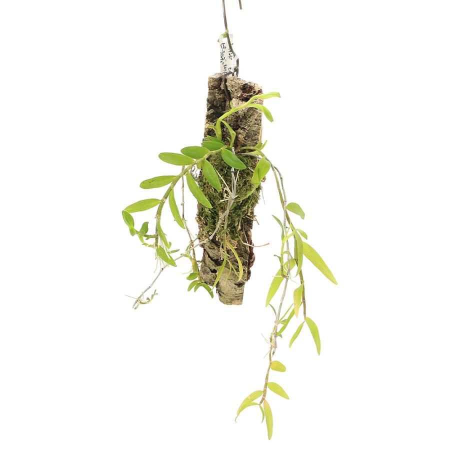 観葉植物）洋ラン デンドロビウム ピエラルディー コルク付き（1個