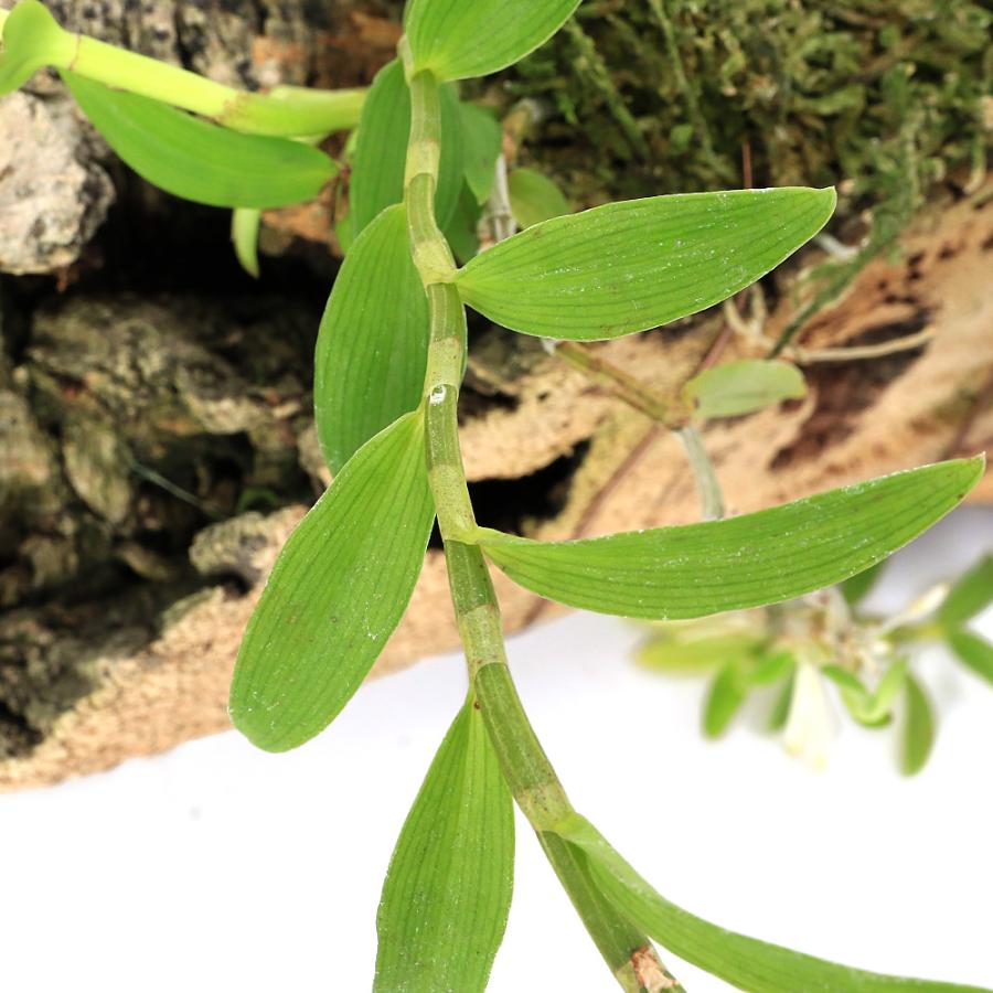 観葉植物）洋ラン デンドロビウム ピエラルディー コルク付き（1個