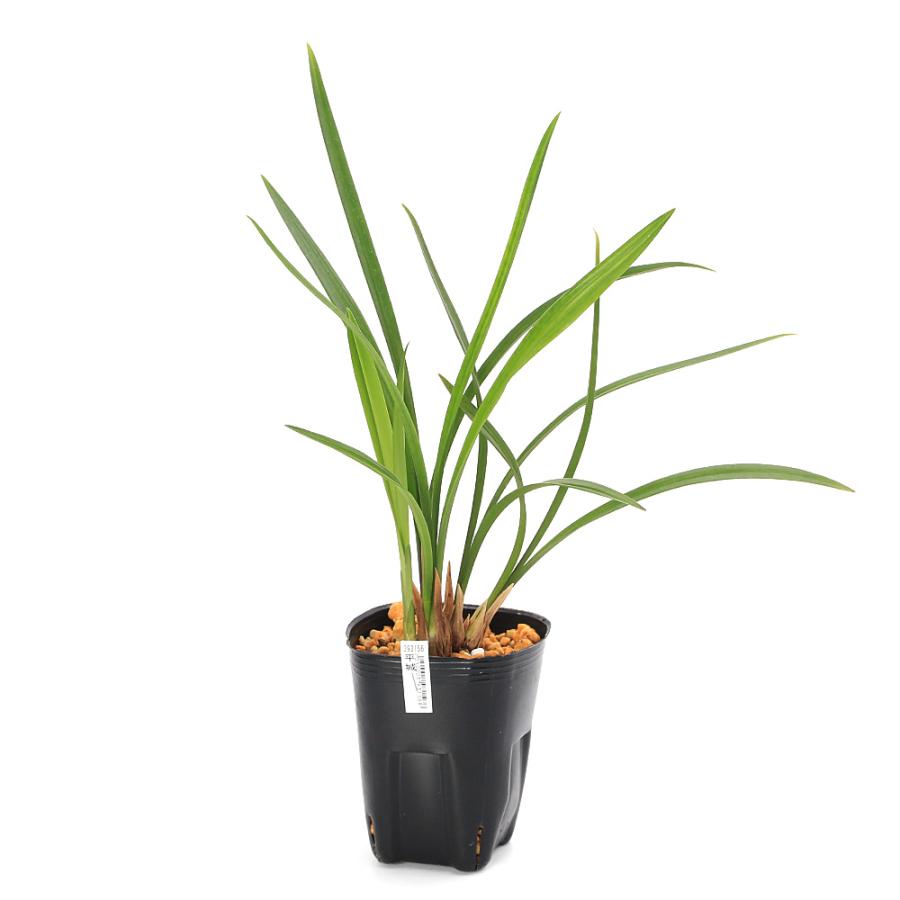 山野草）カンラン（寒蘭） 青花品種 平城（ヘイジョウ） 3号（1