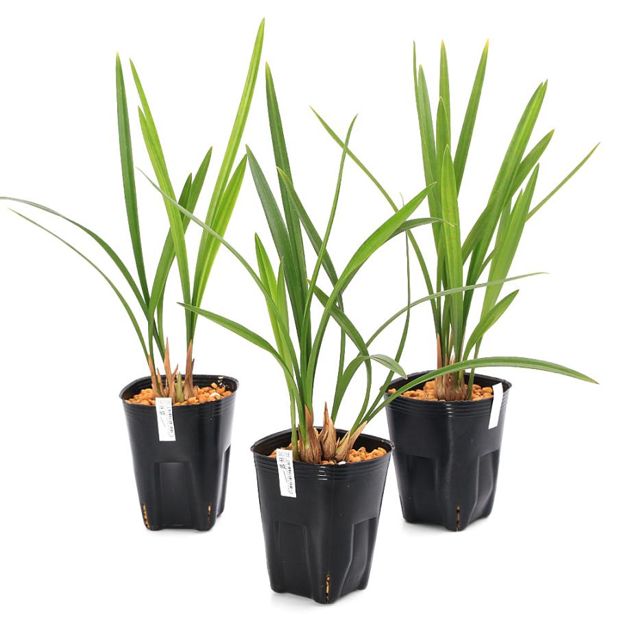 山野草）カンラン（寒蘭） 青花品種 平城（ヘイジョウ） 3号（1