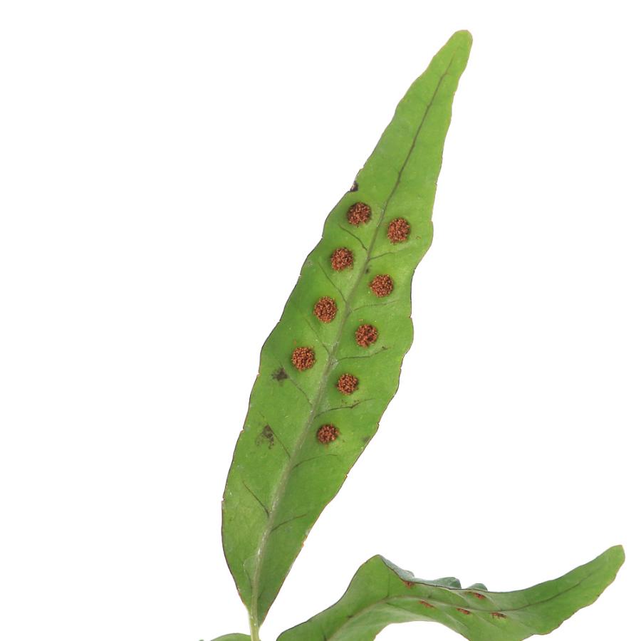 山野草）シダ（羊歯）ヒメタカノハウラボシ 屋久島産（姫鷹ノ羽裏星