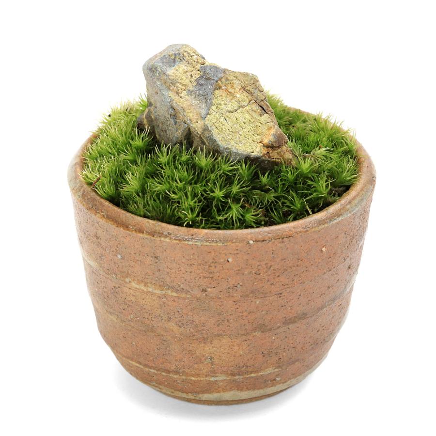 盆栽）苔盆栽 風山石 穴有益子焼植木鉢（還元）（1鉢） : チャーム