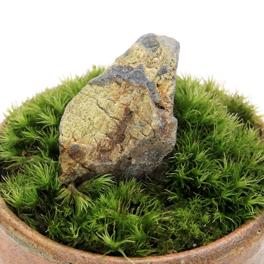 盆栽）苔盆栽 風山石 穴有益子焼植木鉢（還元）（1鉢） : チャーム