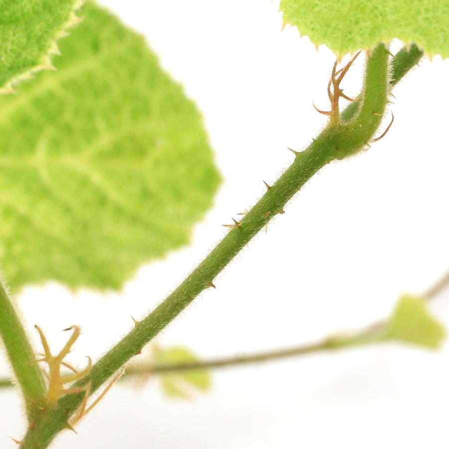 （山野草）曙斑フユイチゴ（冬苺）３号（１ポット） |  | 01