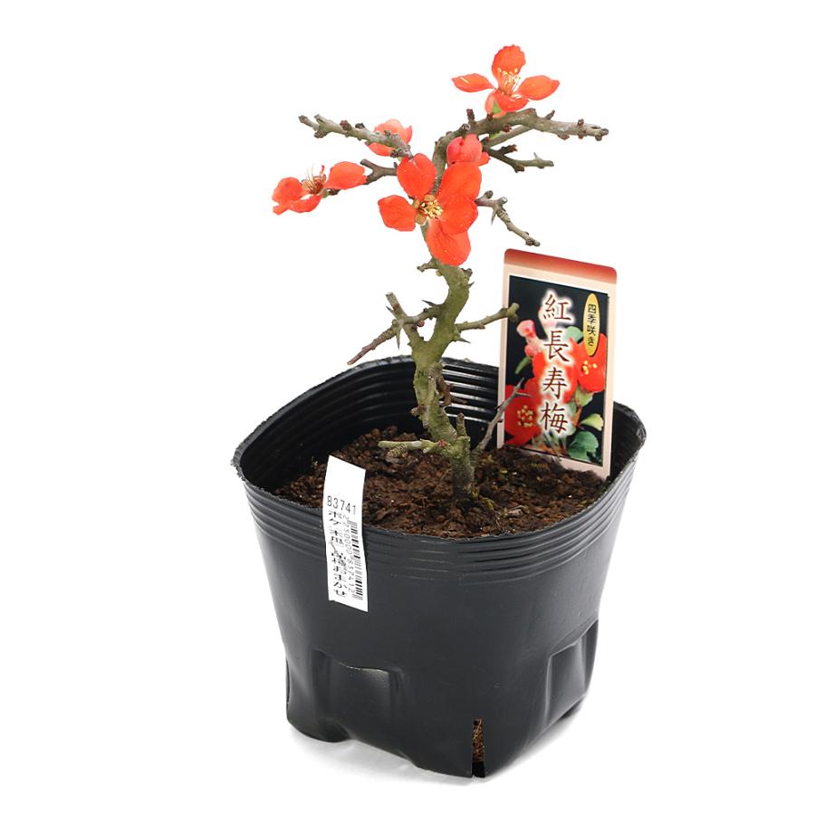 盆栽）ボケ（木瓜） 長寿梅 四季咲き 3号〜（1鉢）（休眠状態
