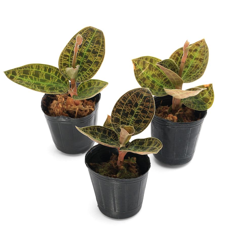 観葉植物）マコデス ぺトラ Black Type 2号（1鉢