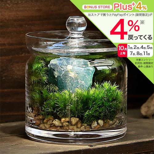 観葉植物）苔テラリウム 鉱石レイアウト ブルーフローライト(蛍石