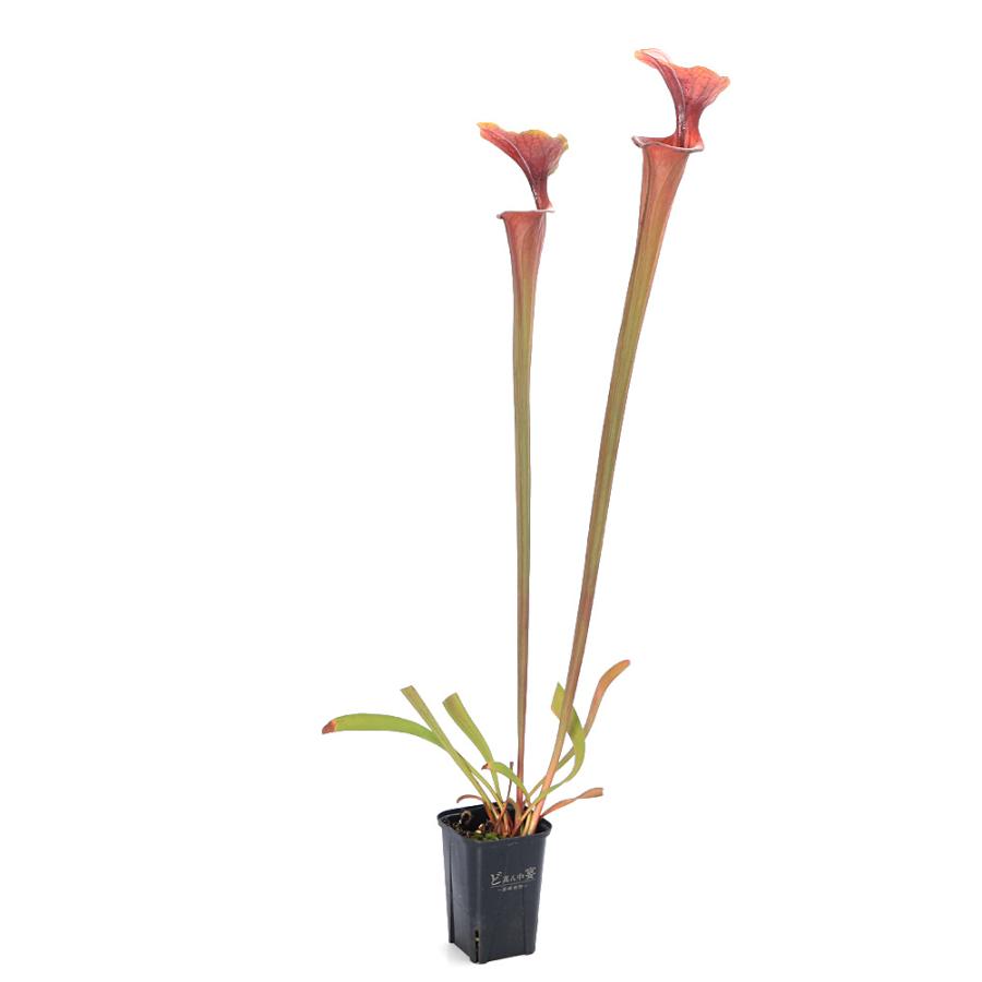 食虫植物）サラセニア フラバ アトロプルプレア MK F 27c 3．5