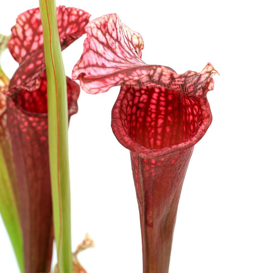 あページ 食虫植物5点セット 食虫植物）サラセニア HFC 010 3号（1ポット） : チャーム