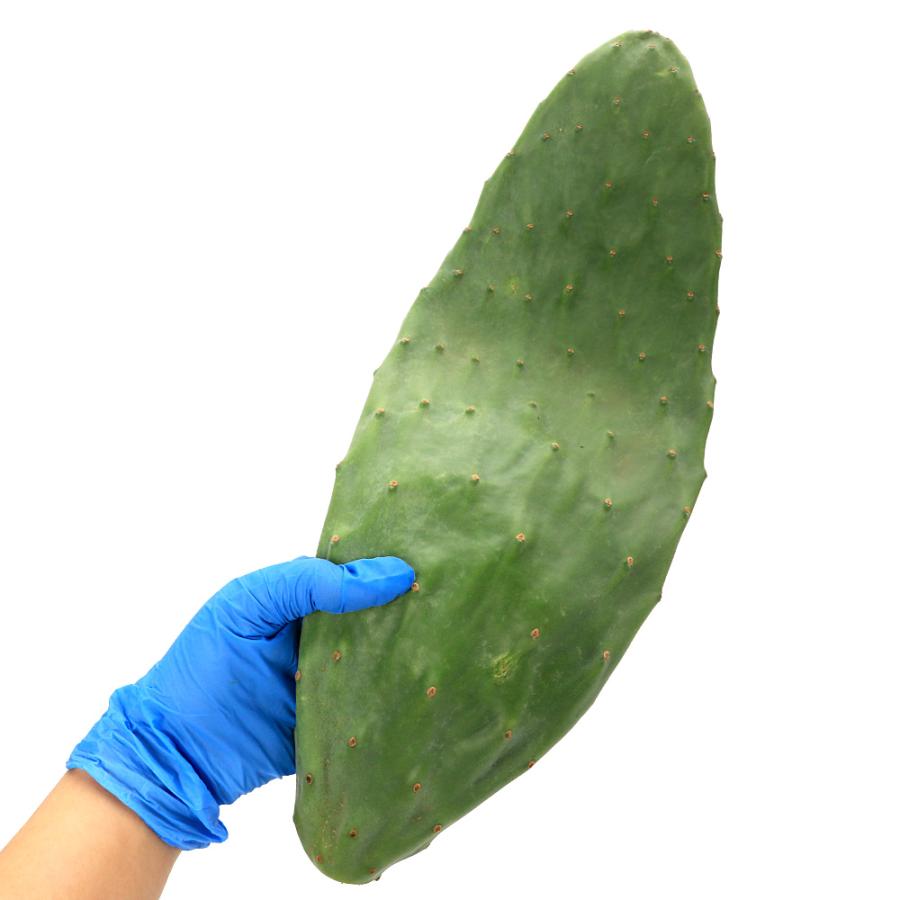 観葉植物）国産 とれたて生葉っぱ ウチワサボテン バーバンク（大型種