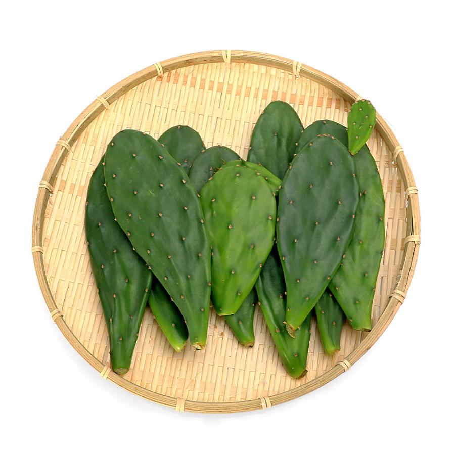 観葉植物）国産 とれたて生葉っぱ ウチワサボテン ノパル（小型種）3