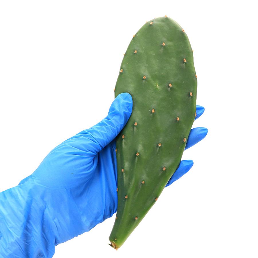 観葉植物）国産 とれたて生葉っぱ ウチワサボテン ノパル（小型種）3