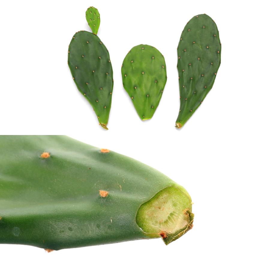 観葉植物）国産 とれたて生葉っぱ ウチワサボテン ノパル（小型種）3