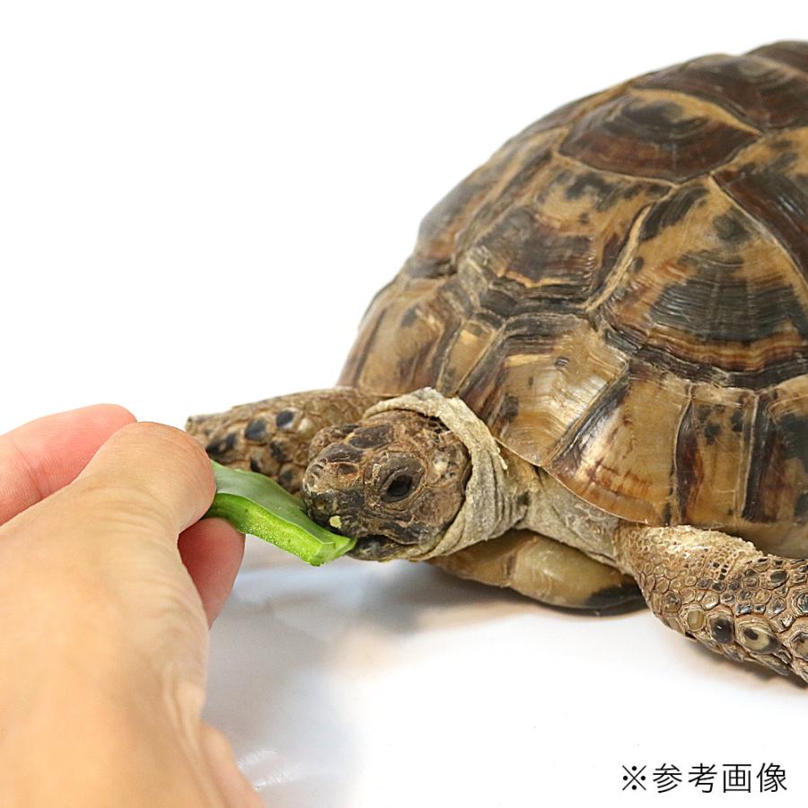 観葉植物）国産 とれたて生葉っぱ ウチワサボテン ノパル（小型種）3