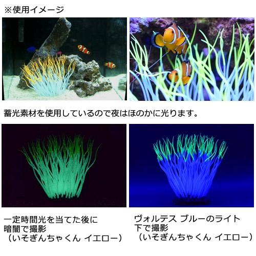 カミハタ いそぎんちゃくん M ブルー 水槽用オブジェ アクアリウム用品|チャーム charm |02