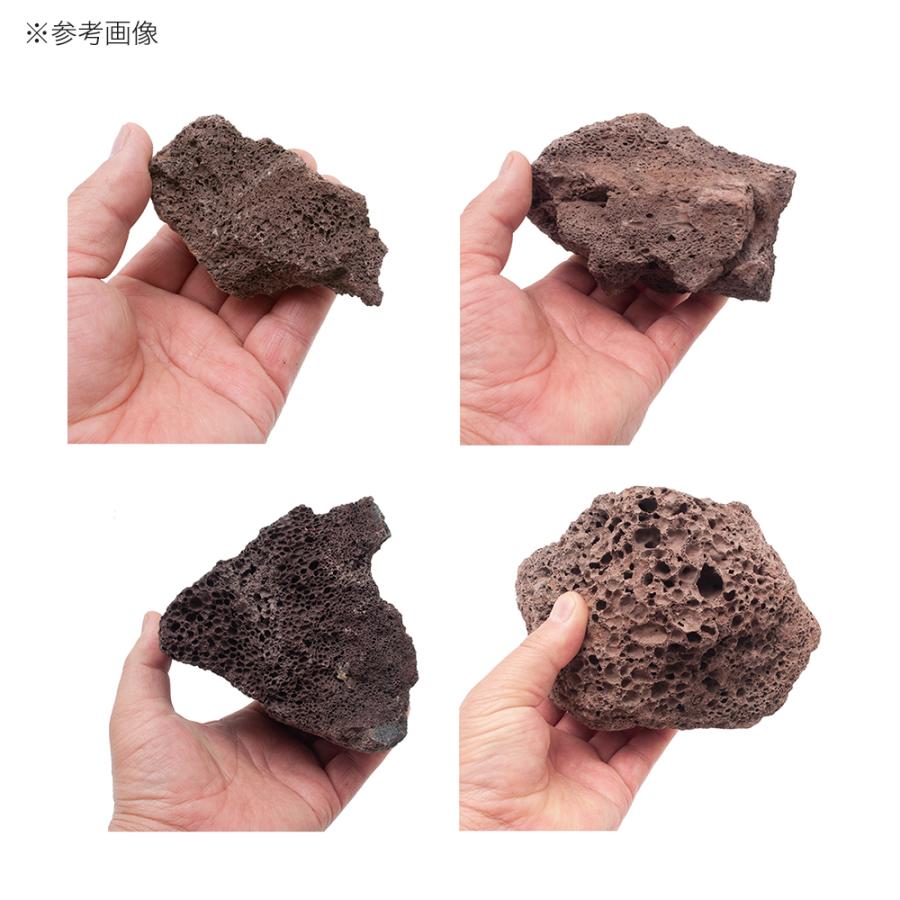 チャーム（charm） 紅溶岩石 3kg 約5〜15cm 30cm水槽向け
