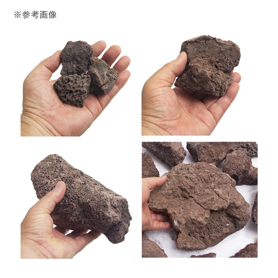チャーム（charm） 紅溶岩石 10kg 約5〜20cm 60cm水槽