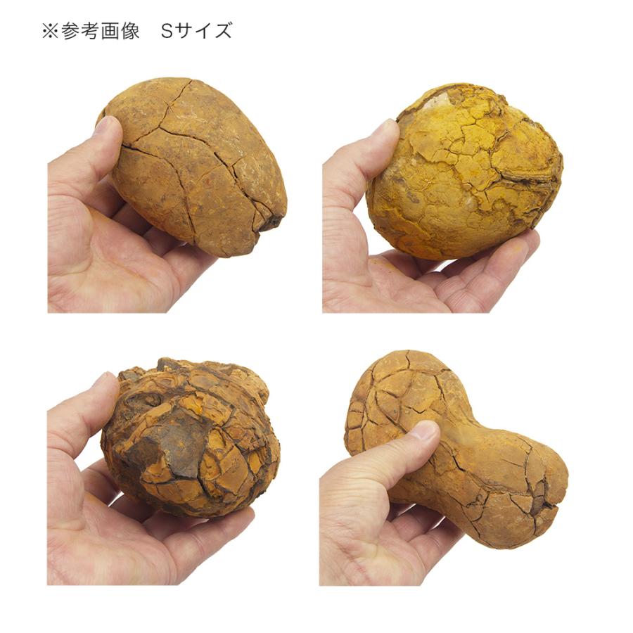 裂甲石　Ｓサイズ　約８〜１３ｃｍ　１個　形状お任せ　アクアリウム　レイアウト素材　爬虫類 | チャーム（ペット） | 02