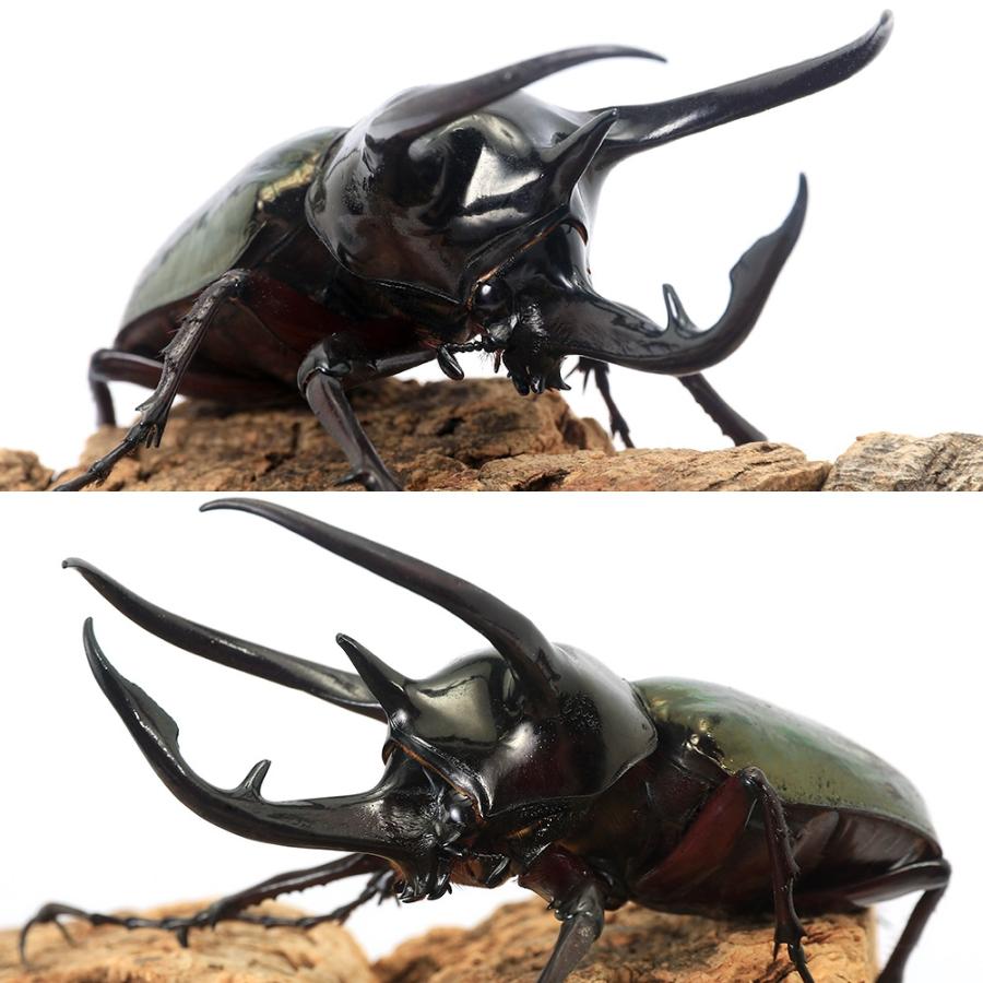 昆虫）コーカサスオオカブトムシ（原名亜種）西ジャワ産 成虫 WD