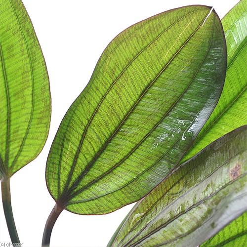 (水草)エキノドルス ファンシーツイスト(水中葉)(無農薬)(1株)|chanet|02