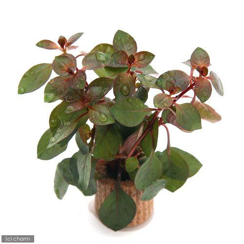 使い勝手の良い 水草 ライフマルチ 茶 ルドウィジアｓｐ スーパーレッド 水上葉 無農薬 １個