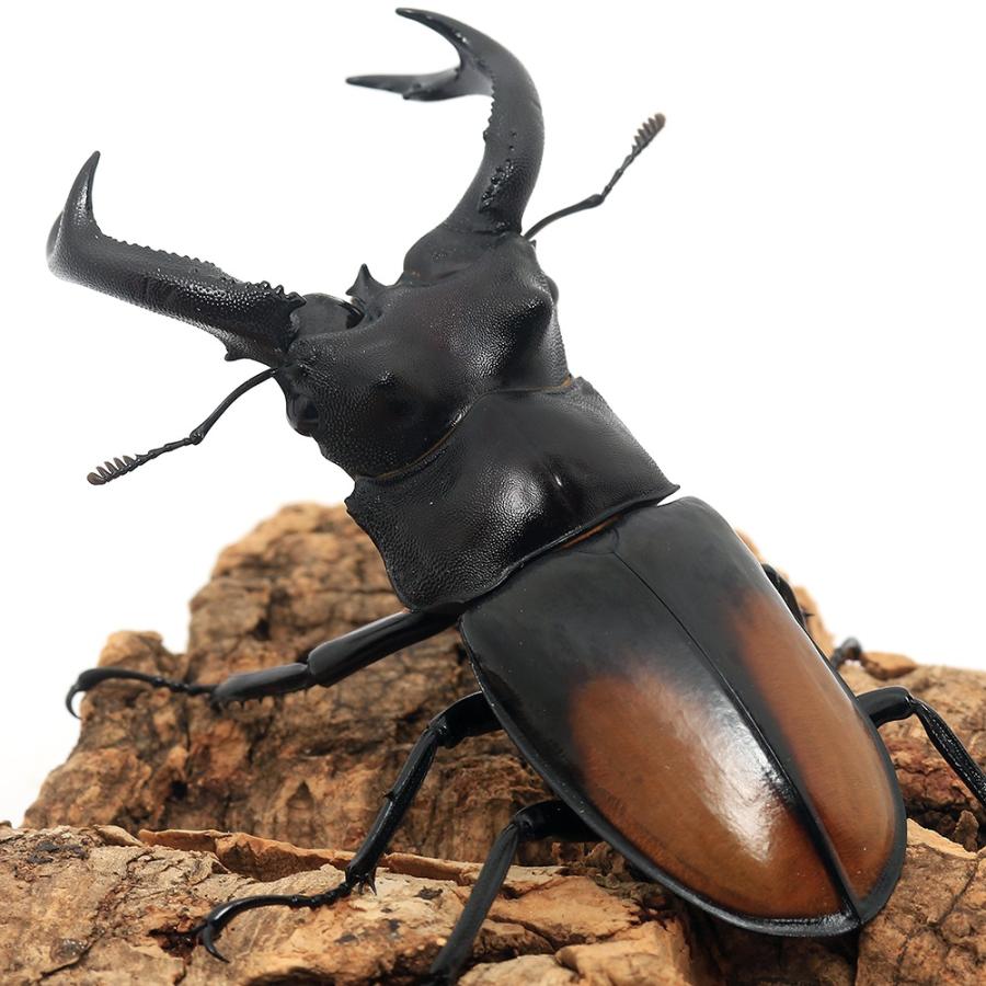 昆虫）セアカフタマタクワガタ スマトラ ベンクール産 成虫 WD