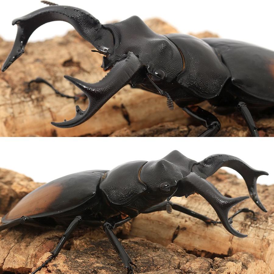 昆虫）セアカフタマタクワガタ スマトラ ベンクール産 成虫 WD