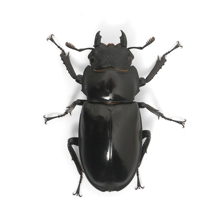 昆虫）セアカフタマタクワガタ スマトラ ベンクール産 成虫 WD