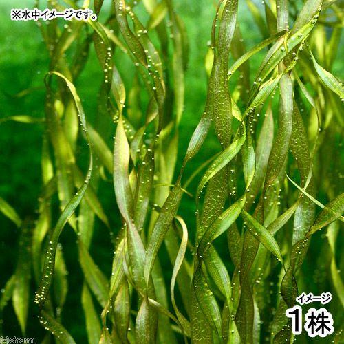 水草）ブリクサsp．スパイラル（無農薬）（水中葉）（1株