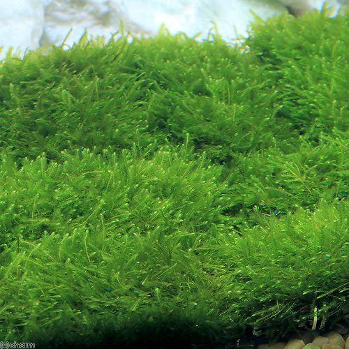 チャーム（charm） （水草）☆育成済☆ ウィローモス マット（3個