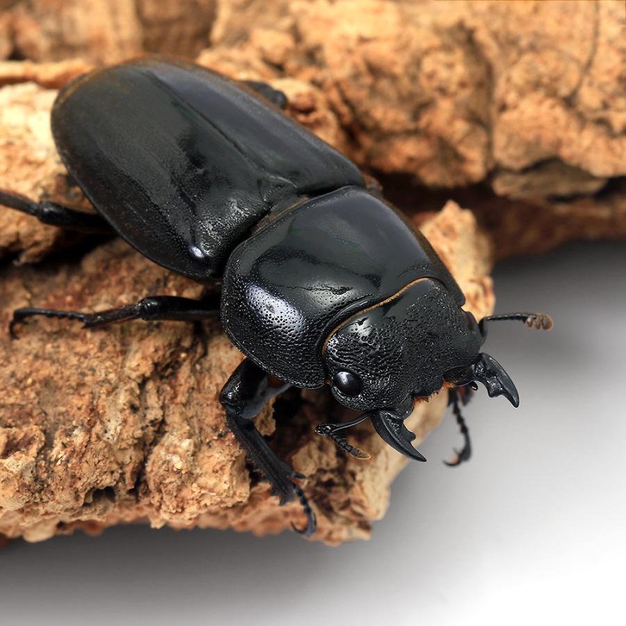 テラヘルツ と 高品質AAA 北投石 の チャーム グリーン ロンデル