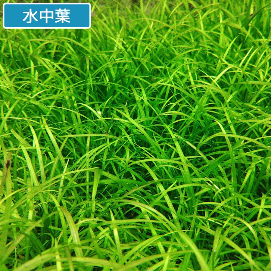 チャーム（charm） （水草）エキノドルス テネルス（水上葉）（無農薬