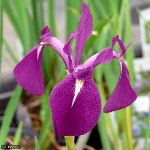 （ビオトープ）水生植物　カキツバタ　もろこし舟（モロコシフネ）紫花（１ポット）（Yahoo!・チャーム charm ヤフー店）