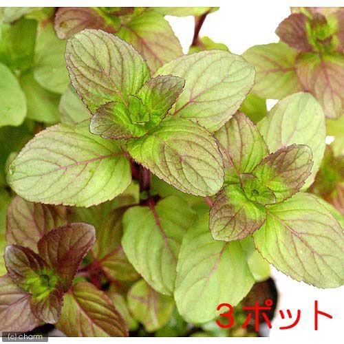 （ビオトープ）水生植物　ウォーターミント（３ポット）　湿性植物（Yahoo!・チャーム charm ヤフー店）