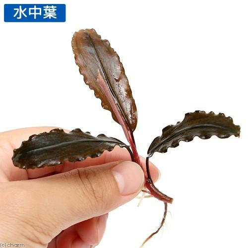 チャーム（charm） （水草）ブセファランドラsp．Copper（無