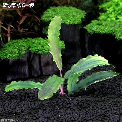 チャーム（charm） （水草）ブセファランドラsp．Copper（無