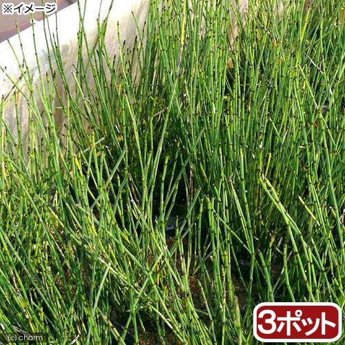 ビオトープ 水辺植物 ヒメトクサ ３ポット 湿生植物 休眠株 チャーム Charm ヤフー店 通販 Yahoo ショッピング