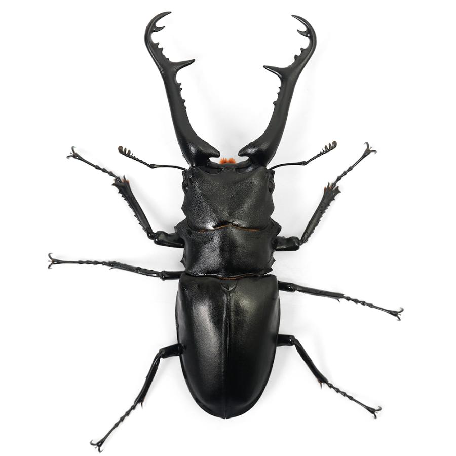 チャーム（charm） （昆虫）ギラファノコギリクワガタ（亜種ケイスケ