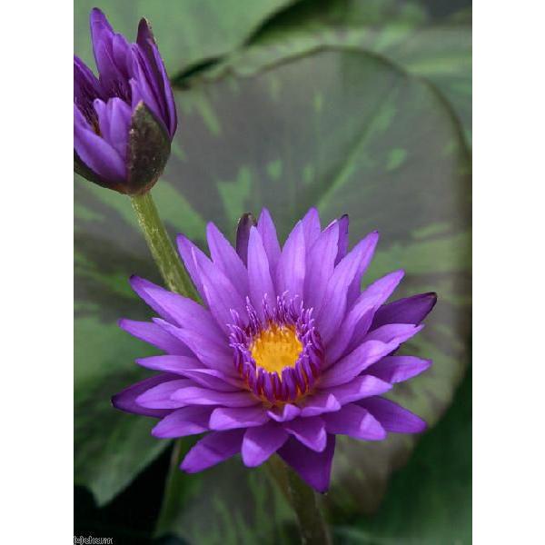 チャーム（charm） （ビオトープ）睡蓮 熱帯性睡蓮（スイレン）（紫