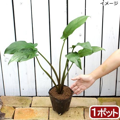 （ビオトープ）水生植物　アローアルム（ペルタンドラ　ウィルギニカ）（１ポット）湿性植物（Yahoo!・チャーム charm ヤフー店）
