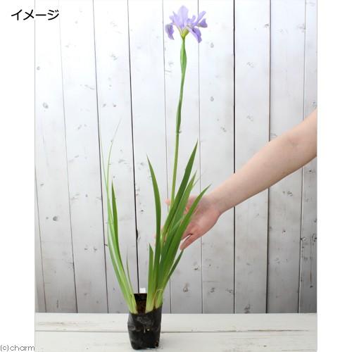 ビオトープ 水辺植物 ルイジアナアイリス シーウィスプ 藤色 １ポット チャーム Charm Paypayモール店 通販 Paypayモール