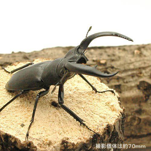昆虫）リノケロスフタマタクワガタ スマトラ ジャンビ産 成虫 WD